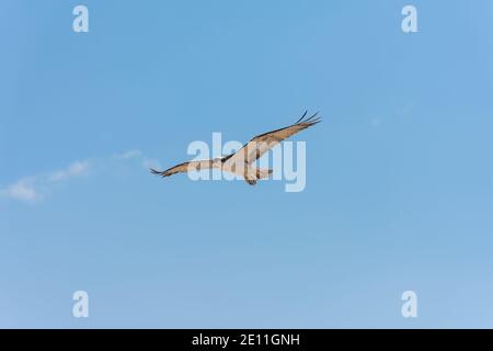 falco occidentale, Pandion haliaetus Foto Stock