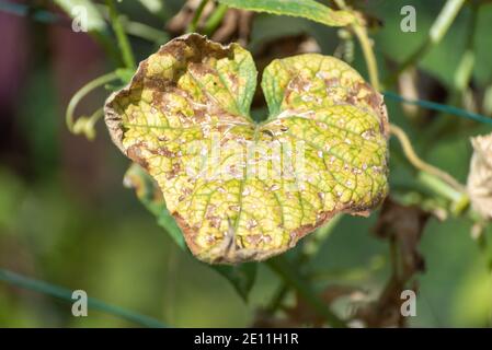 Essiccazione foglia di un cetriolo organico - primo piano Foto Stock