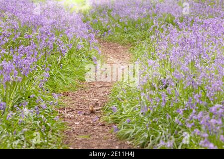 Percorso Bluebell attraverso i boschi di Norfolk UK. Primavera fiori viola selvatici e una passeggiata nella natura nella foresta Foto Stock