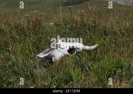 Il cranio di una mucca giace sull'erba nel prato. Mucca di bestiame Foto Stock