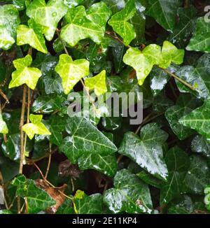 Athicket di fitto edera inglese lucido e bagnato dal pioggia Foto Stock