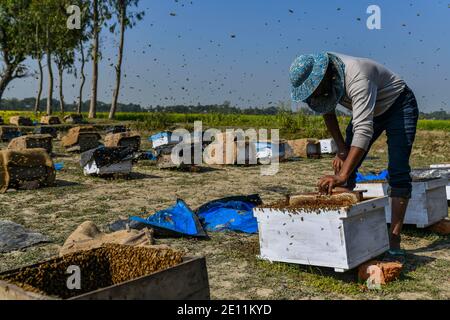 Un apicoltore del Bangladesh raccoglie il miele, l'alveare con le api in un campo di senape a Manikganj, alla periferia di Dhaka, Bangladesh, il 03 gennaio 2021. L'inverno in Bangladesh è la stagione più favorevole della produzione di miele quando i campi di senape nella maggior parte delle parti del paese sono in piena fioritura. Foto Stock