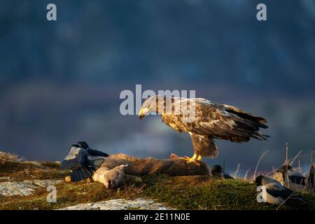 Aquila coda bianca o Aquila di Mare albicilla Haliaetus nel profilo in piedi sulla carcassa di un cervo con corvi agganciati Corvus cornix presente in Norvegia Foto Stock