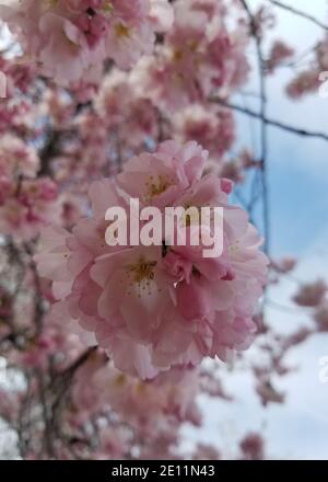 Primo piano su fioritura rosa ciliegia tree fiore grappoli, per primi sfondi primavera Foto Stock