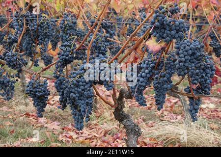 Uve Blu mature impigliate su viti, zona viticola Rhinehesse Foto Stock