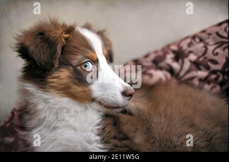 Cucciolo pastorello australiano dall'aspetto malizioso, adagiato nel suo letto di cane, DOF poco profondo - fuoco morbido. Vista laterale del cane di tre mesi a casa. Foto Stock