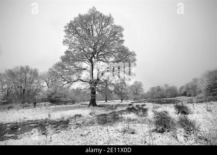 Inverno nel Cheshire Foto Stock