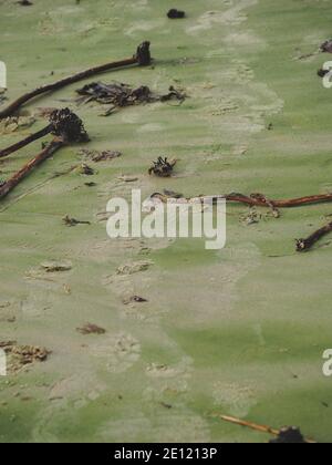 Sabbia verde, impronte e alghe marine su questa spiaggia australiana Foto Stock