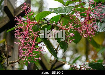 Medinilla magnifica fiore Foto Stock