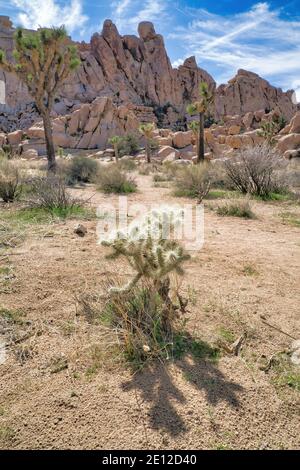 Alberi di Giosuè giovani e pienamente cresciuti a Giosuè Tree National Parcheggia in una giornata di sole Foto Stock