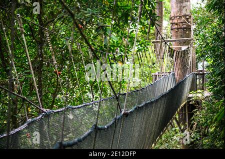 Passerella sospesa attraverso la foresta pluviale della Malesia Foto Stock