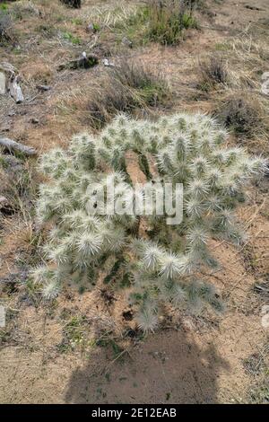 Giovane pianta di albero di Joshua a Joshua Tree National Park visto in una giornata di sole Foto Stock