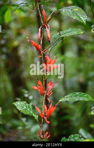 Red Fire-Spike, uccello che rumica e pianta delle farfalle Foto Stock