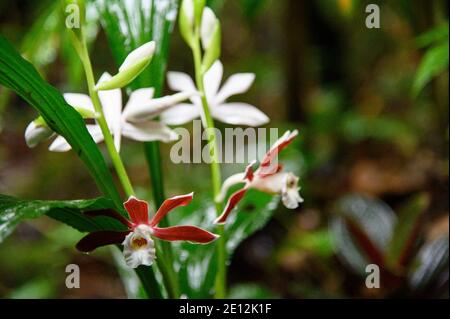 Orchidea delle monache Foto Stock