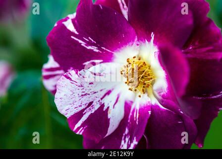 Closeup di Purple Splash (Oh Wow!, Wekspitrib) fiore di rose allevato da Tom Carruth Foto Stock