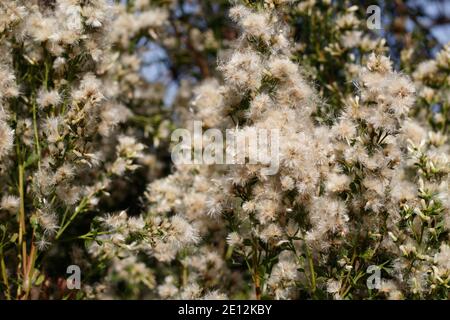 Pappus achene bianco frutta, Coyote Bush, Baccharis Pilularis, Asteraceae, arbusto nativo, Ballona Freshwater Marsh, Costa meridionale della California, autunno. Foto Stock