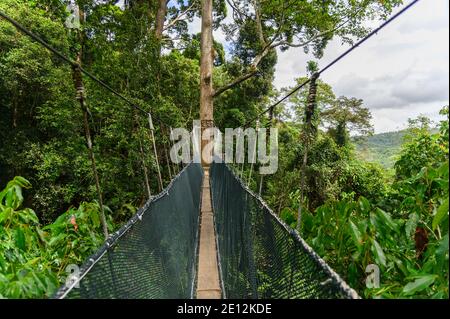 Passerella sospesa attraverso la foresta pluviale della Malesia Foto Stock