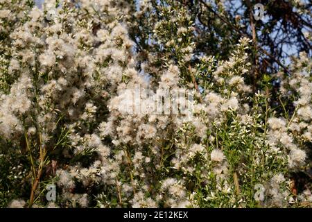 Pappus achene bianco frutta, Coyote Bush, Baccharis Pilularis, Asteraceae, arbusto nativo, Ballona Freshwater Marsh, Costa meridionale della California, autunno. Foto Stock