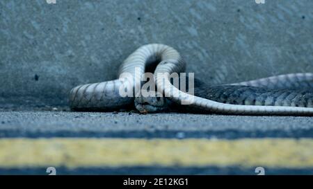 Serpente marrone orientale dal lato della strada, venomous, Australia Foto Stock