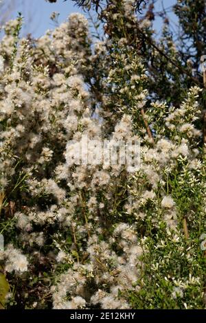 Pappus achene bianco frutta, Coyote Bush, Baccharis Pilularis, Asteraceae, arbusto nativo, Ballona Freshwater Marsh, Costa meridionale della California, autunno. Foto Stock