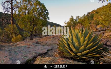 Agave e altre caratteristiche vegetazione del New Mexico sud-occidentale nella foresta nazionale di Gila vicino al monumento nazionale di Gila Cliff Dwelling. Foto Stock