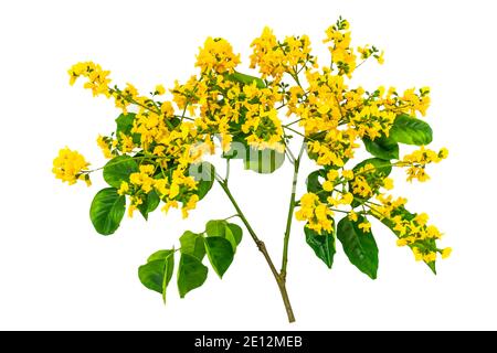 Chiuso fiore giallo di palissandro birmano o Pterocarpus indicus Willd, Birmania Padauk e foglia verde isolato su sfondo bianco.Saved with ritaglio Foto Stock