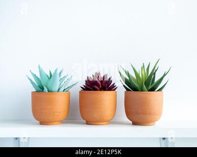 Piante succulente verdi e rosse in piccoli vasi di terracotta moderna su scaffale di legno bianco isolato su sfondo bianco della parete con spazio di copia. Foto Stock