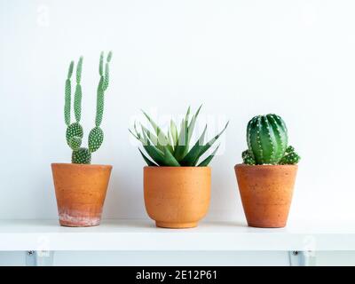 Cactus verde e piante succulente in piccole pentole moderne in terracotta su scaffale in legno bianco isolato su sfondo bianco della parete. Foto Stock