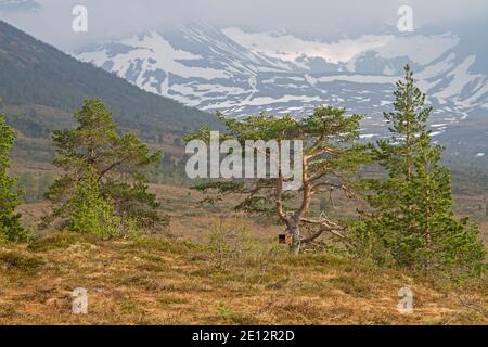 Il Vaksvikfjellet è UN famoso paradiso escursionistico in estate Ed è visitata in inverno da innumerevoli turisti di sci Foto Stock