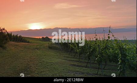 Paesaggio nel distretto viticolo Rhinehesse nella mattina presto, inizio dell'estate, Renania-Palatinato, Germania Foto Stock