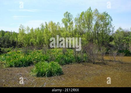 Laguna della riserva ecologica Costanera sur, a Buenos Aires, Argentina, in una soleggiata mattina di primavera. Piante acquatiche con fiori gialli, bandiera gialla Foto Stock