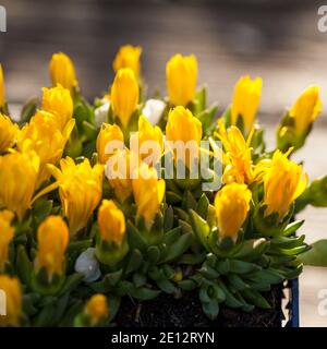 'Gold Nugget' Yellow Ice Plant, Guldfrövisare (Delosperma congestum) Foto Stock