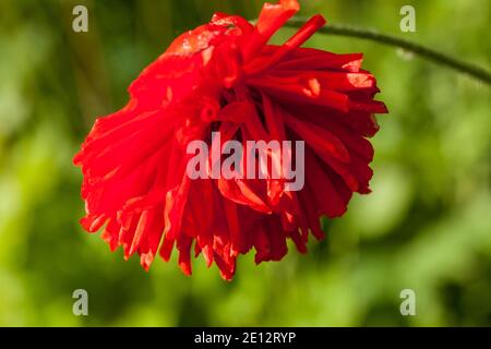 Papavero orientale 'Border Beauty', Orientvallmo (Papaver orientale) Foto Stock