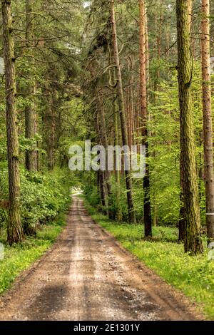 Percorso forestale diritto in primavera con larici e pini I lati Foto Stock