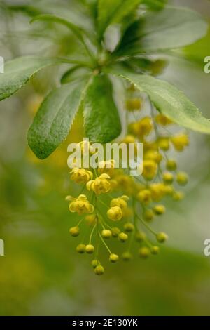 Fiori e foglie di comune Barberry, Berberis vulgaris Foto Stock