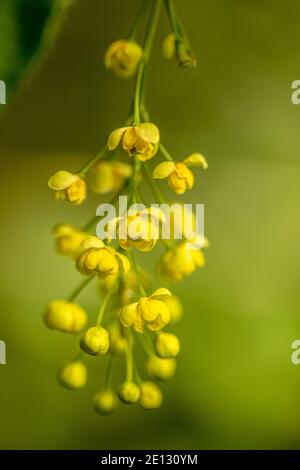 Infiorescenza del racemosio di barberry comune, Sourthorn, Pickingberry o Barberry contro sfondo verde Foto Stock