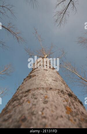 Ripresa ad angolo basso di un pioppo nero con un aspetto ravvicinato del suo tronco. Ricerca su albero Foto Stock