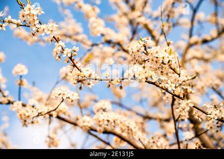 Wild Mirabelle Blossom in primavera Foto Stock