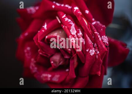 La rosa rossa è coperta di gelo in una mattina gelata. Foto Stock