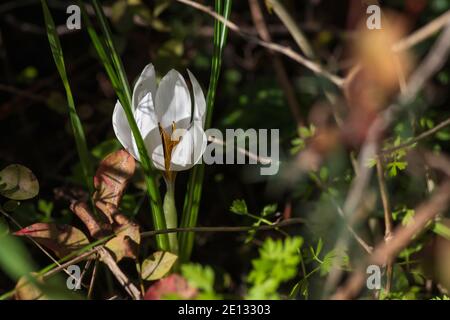 Bianco fiore di croco primo piano tra erba verde Foto Stock