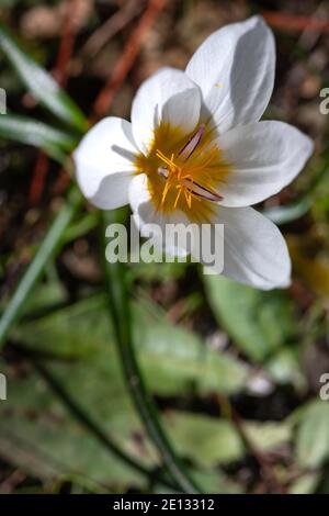 Bianco fiore di croco primo piano tra erba verde Foto Stock