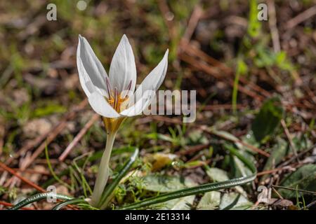 Bianco fiore di croco primo piano tra erba verde Foto Stock