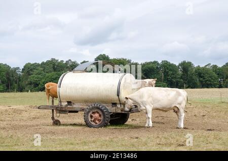 Bos Taurus, mucca che beve, bestiame domestico marrone limousin bestiame su un pascolo in campagna in Renania-Palatinato, Germania, Europa occidentale Foto Stock