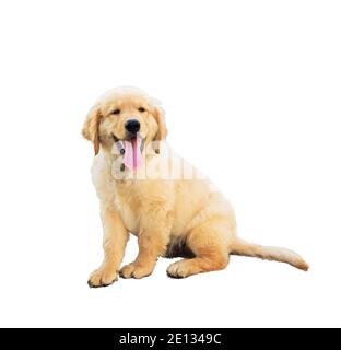 Isolato un adorabile cucciolo Golden Retriever sdraiato e sorridente con lingua appesa - studio girato su sfondo bianco. Foto Stock