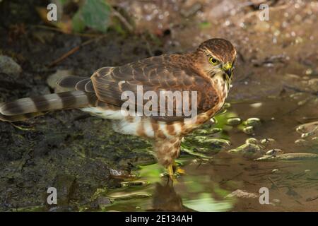 Besra, Accipiter virgatus, Uttarakhand, India Foto Stock