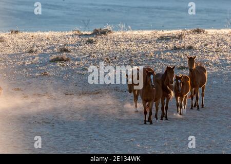 Cavalli selvaggi del Namib camminando all'alba. Foto scattata a Garub Foto Stock