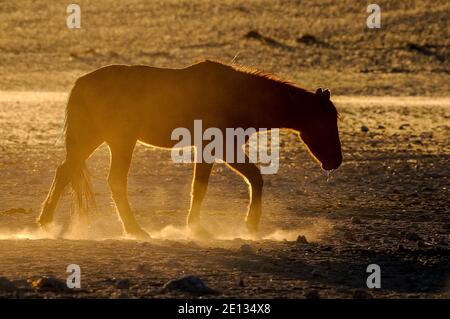 Silhouette di un cavallo selvaggio del Namib camminare. Foto scattata a Garub Foto Stock