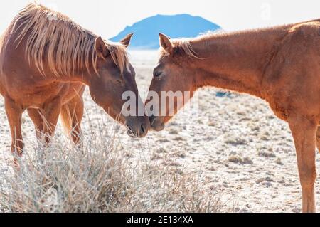 Interazione sociale tra due cavalli selvaggi del Namib. Foto scattata a Garub Foto Stock