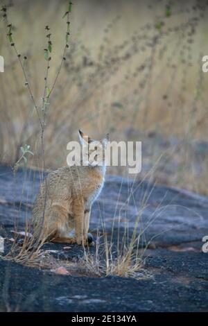 Jungle Cat, Felis chaus, Panna Tiger Reserve, Madhya Pradesh, India Foto Stock