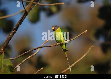Plum-testa Parakeet femmina, Psittacula cyanocephala, Panna Tiger Reserve, Madhya Pradesh, India Foto Stock